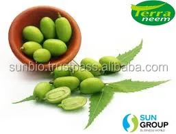 Pure Neem Oil Cold Pressed Manufacturer whatsapp - +91 9952096741  natural way of cold processing method with high Azadirachtin