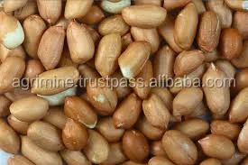 peanut exporter from india
