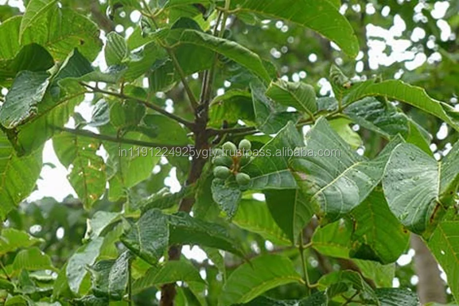 Essential Oil 100 Pure Essential Oil Elemi Diffuser Essential Oils Original Unit Dimensions