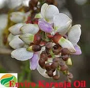 Multiuse Pure & Natural Karanja Seed Oil extracted by cold press method used for agricultural and cosmetic purposes