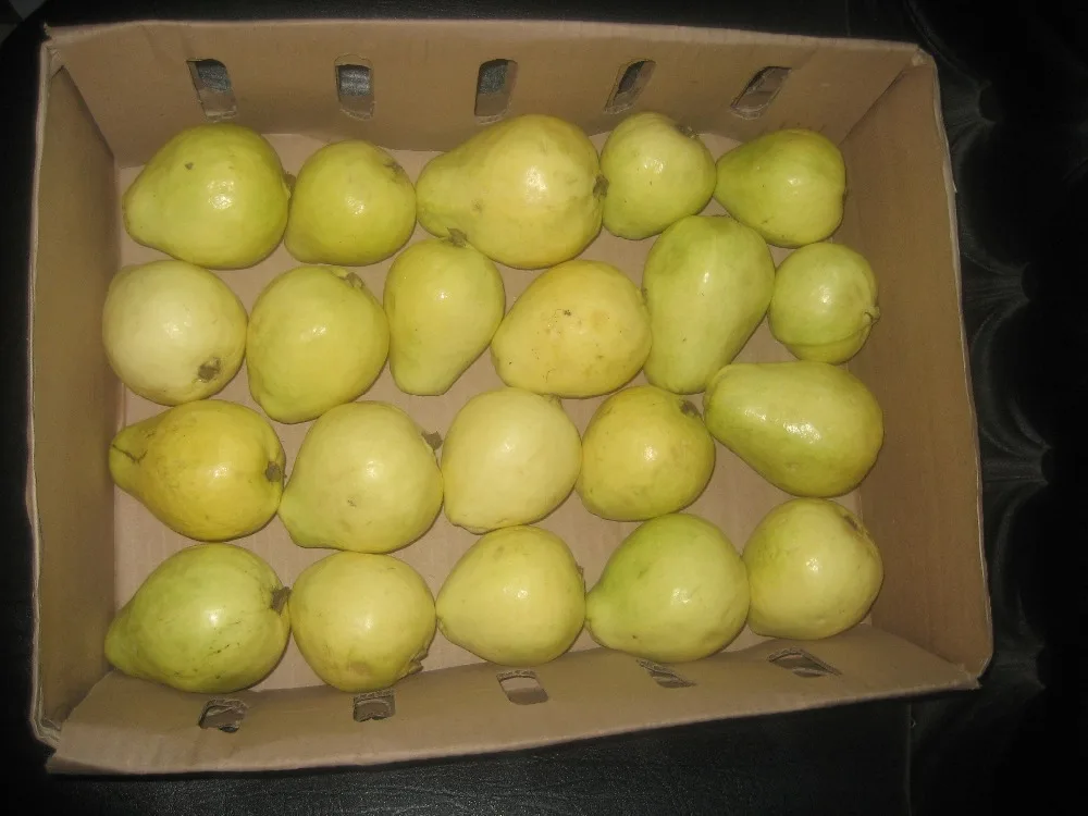 
Fresh Guava 