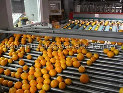 Sweat Orange Fruit | High Quality | Egyptian Origin