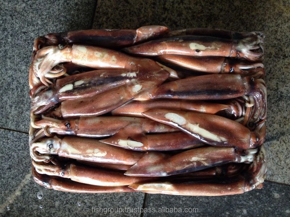 Серийный круглый кальмар Seafrozen Jigger Illex