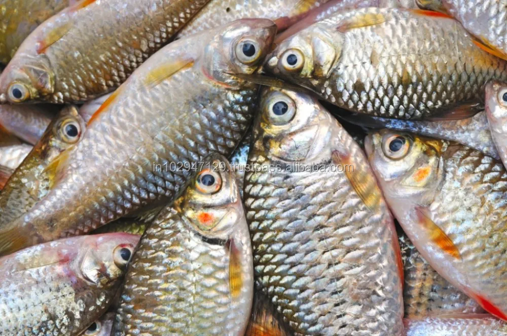 High performance feed probiotic for Improved Fish Farming