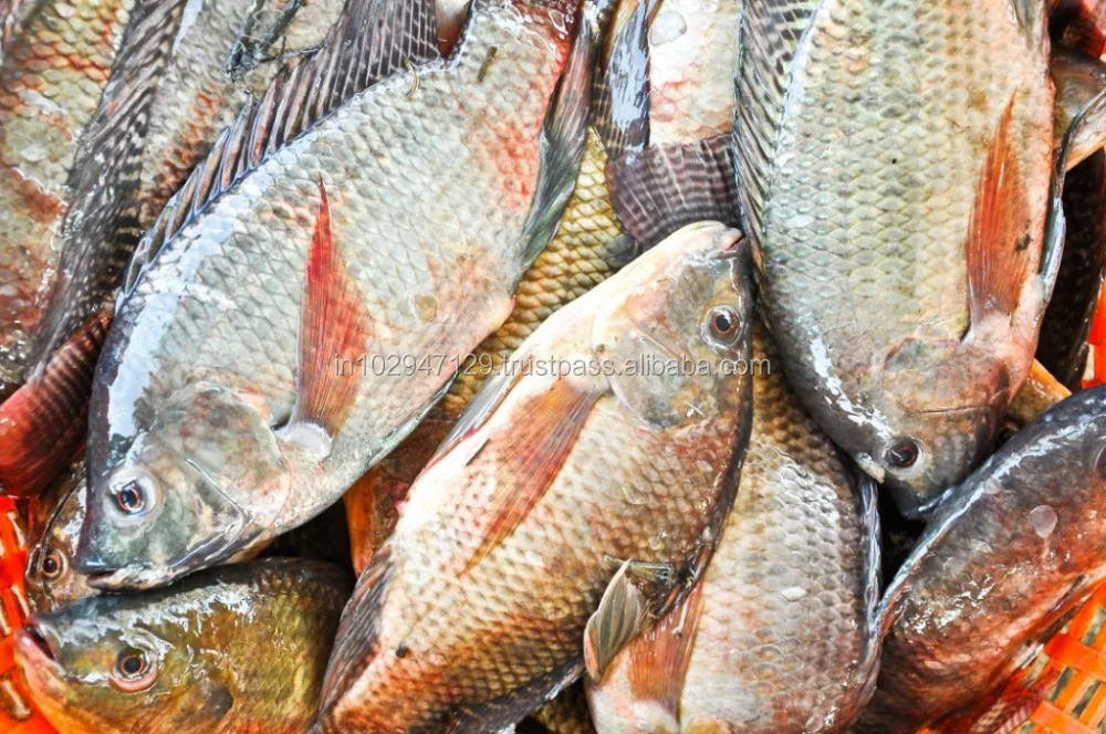 High performance feed probiotic for Improved Fish Farming