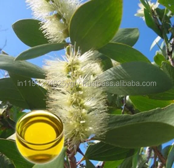 Wholesale Bulk Niaouli Essential Oil For Aromatherapy/Massage/Spa