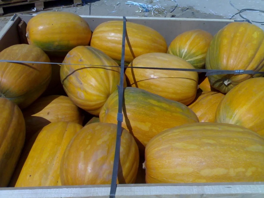 
Fresh Pumpkin for sale 