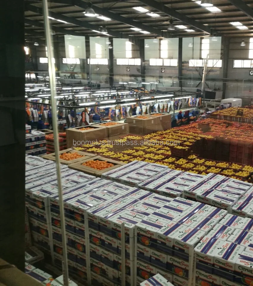 Sweat Orange Fruit | High Quality | Egyptian Origin