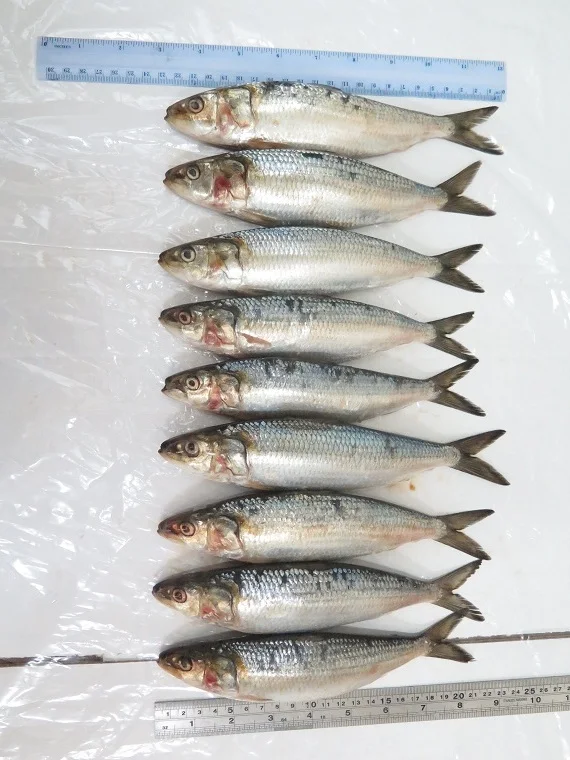 Frozen whole round sardine for bait