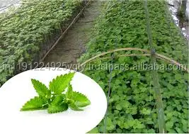 100 pure natural therapeutic grade aroma private label pure patchouli essential oil for Aromatherapy Skin care Massage Spa