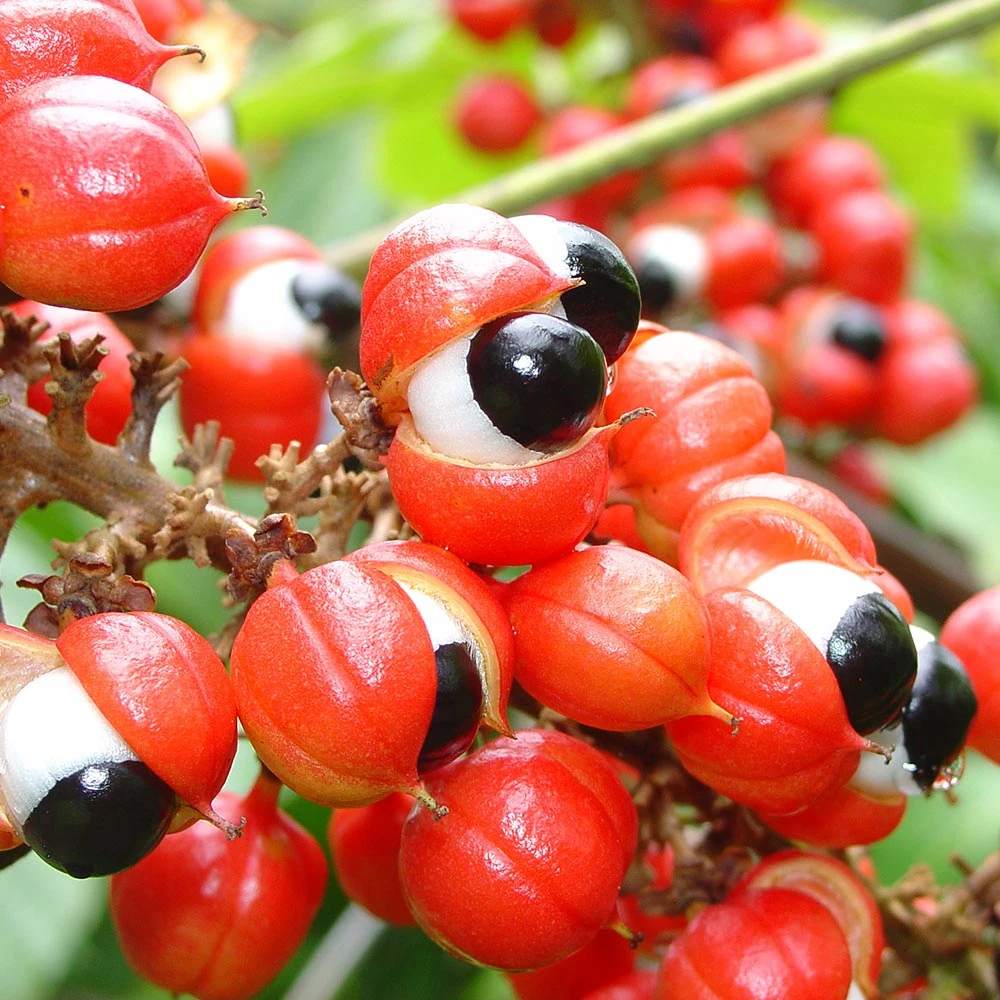 
Guarana Seeds 