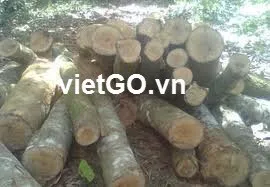 
High quality Acacia Auriculiformis, Rubber, Ellealyptus Wood 