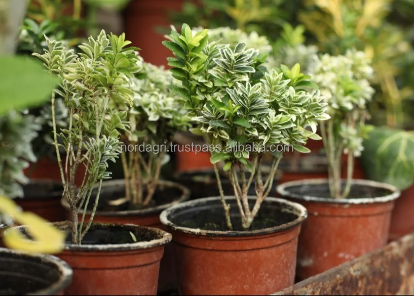 Горшечная почва для сада