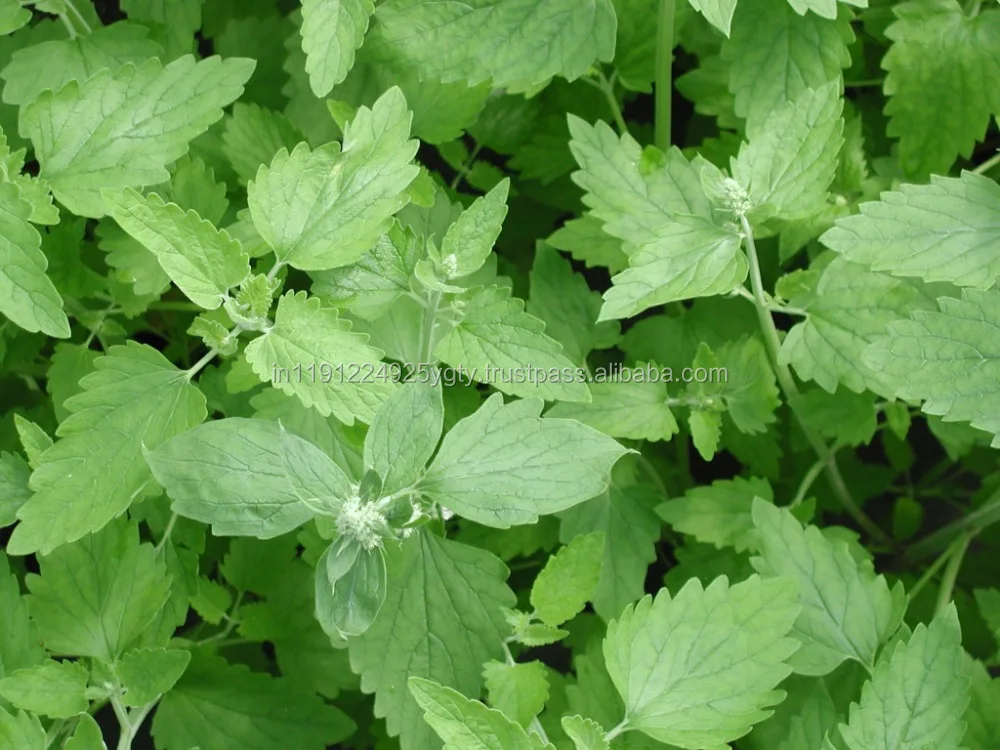 Pure Natural Plant Extract Essential Oils Pharmaceutical Raw Material Catnip Essential Oil Nepeta Oil From India