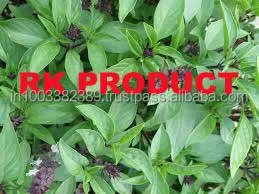 100%Pure Basil Oil