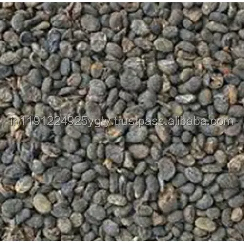 100% Pure Natural Psoralea Corylifolia Essential Oil, Babchi Oil, GMP, ISO Certified