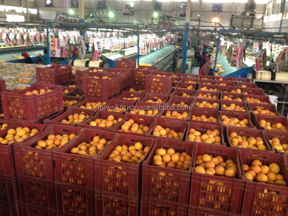 EGYPTIAN ORANGES WITH COMPETITIVE PRICES AND HIGH QUALITY(8-15) KG CARTOON