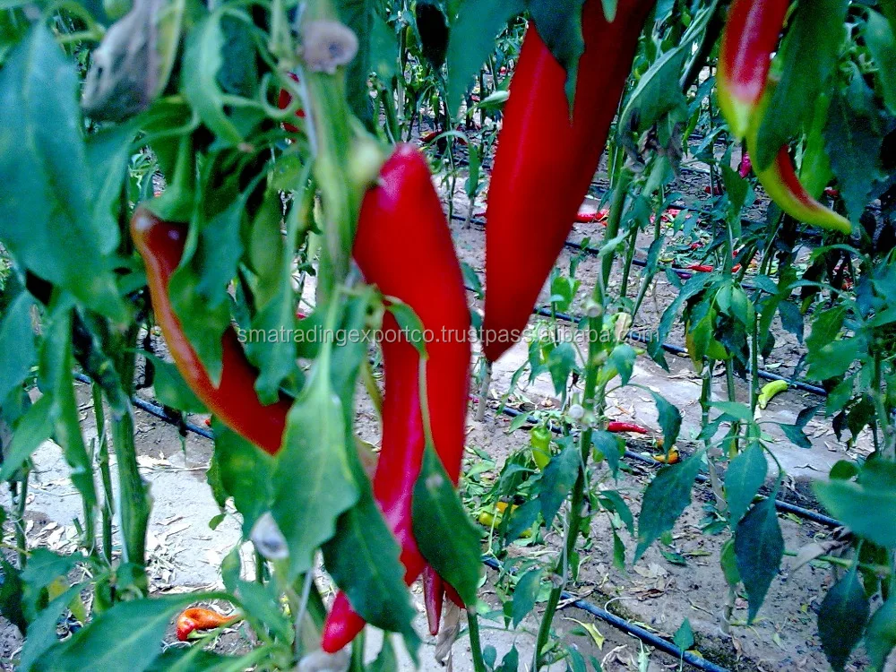 
egyption chilli 