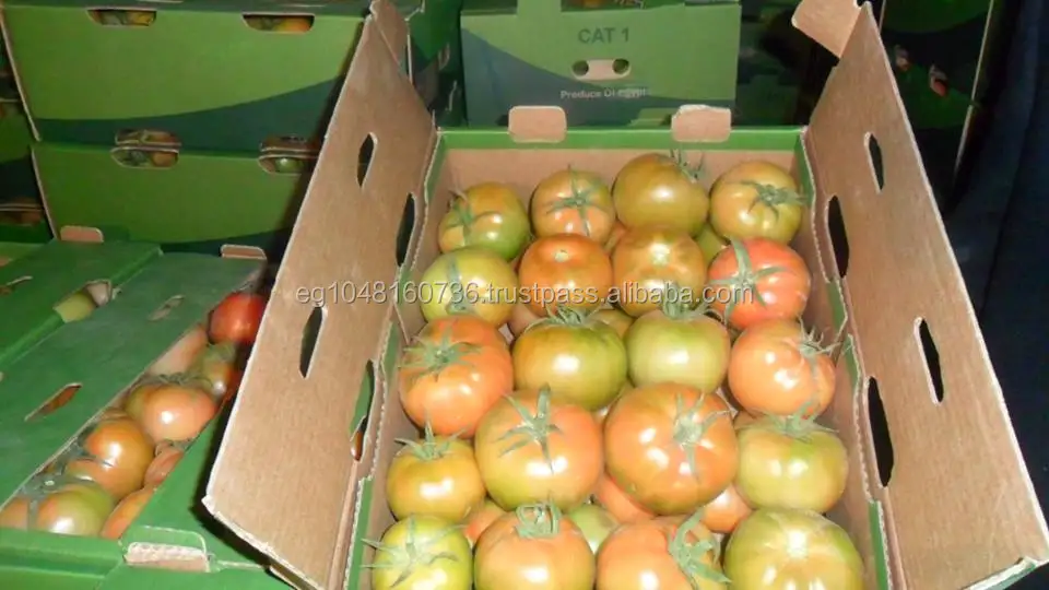 High quality Egyptian Tomatoes- Fresh Vegetables from Egypt