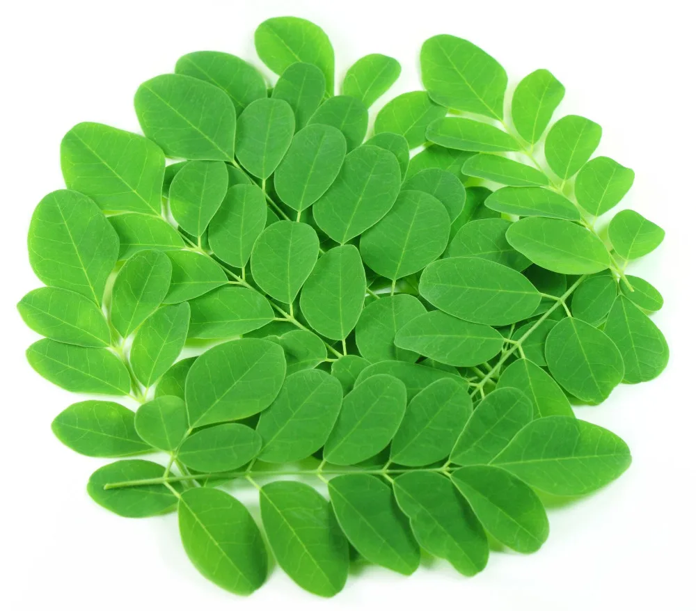Sri Lanka supplier wholesale bulk moringa powder leaf / organic dried seed / oil / capsules / tablet / oleifera