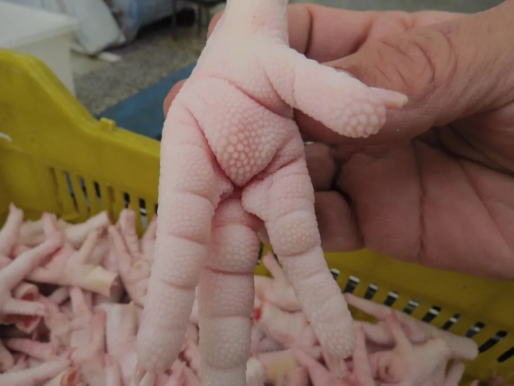 HALAL PROCESSED CERTIFIED FROZEN CHICKEN FEET & PAWS FROM MANUFACTURER