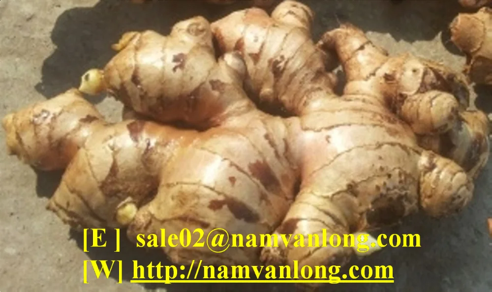 [Горячая Распродажа 2023] имбирное пюре из Вьетнама с высоким качеством и лучшей ценой (оптовая продажа) средство