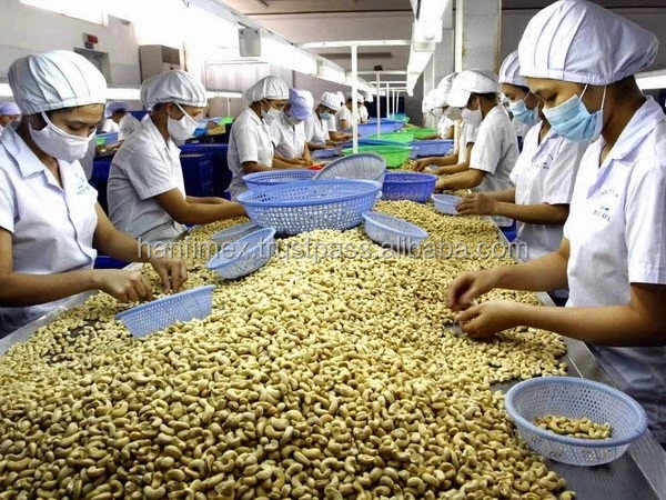 DRIED STYLE Cashew nut Kernel/ noix de cajou decortique Vietnam origin for wholesales SKYPE HANFIMEX08 Emma