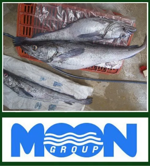 Merluccius Productus