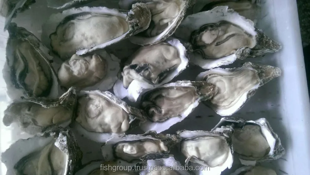  Замороженные сырые устрицы пол оправы