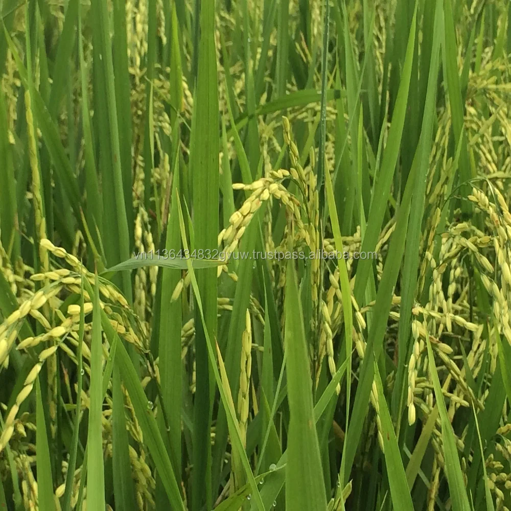 
TOP QUALITY VIETNAMESE 5% BROKEN PARBOILED YELLOW RICE 