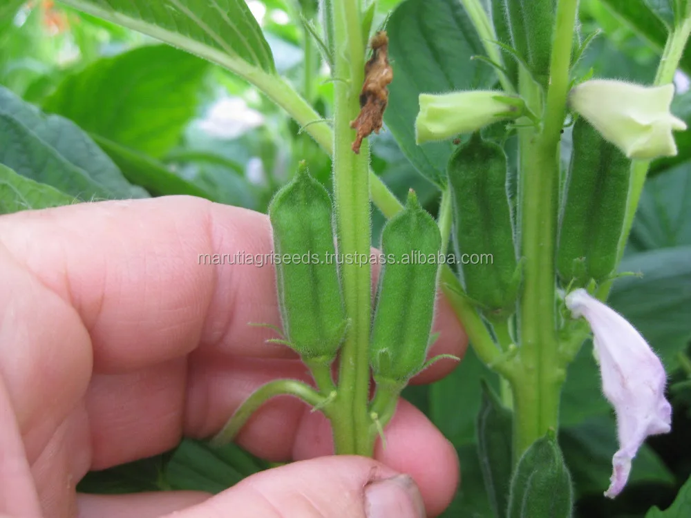 
SIMSIM SEEDS FOR Afghanistan 