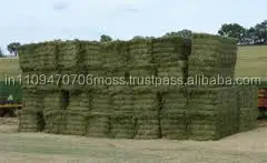 Alfalfa hay bale