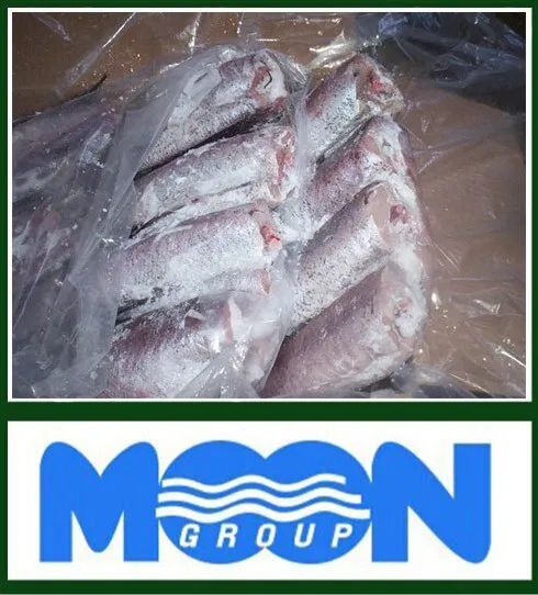 Merluccius Productus