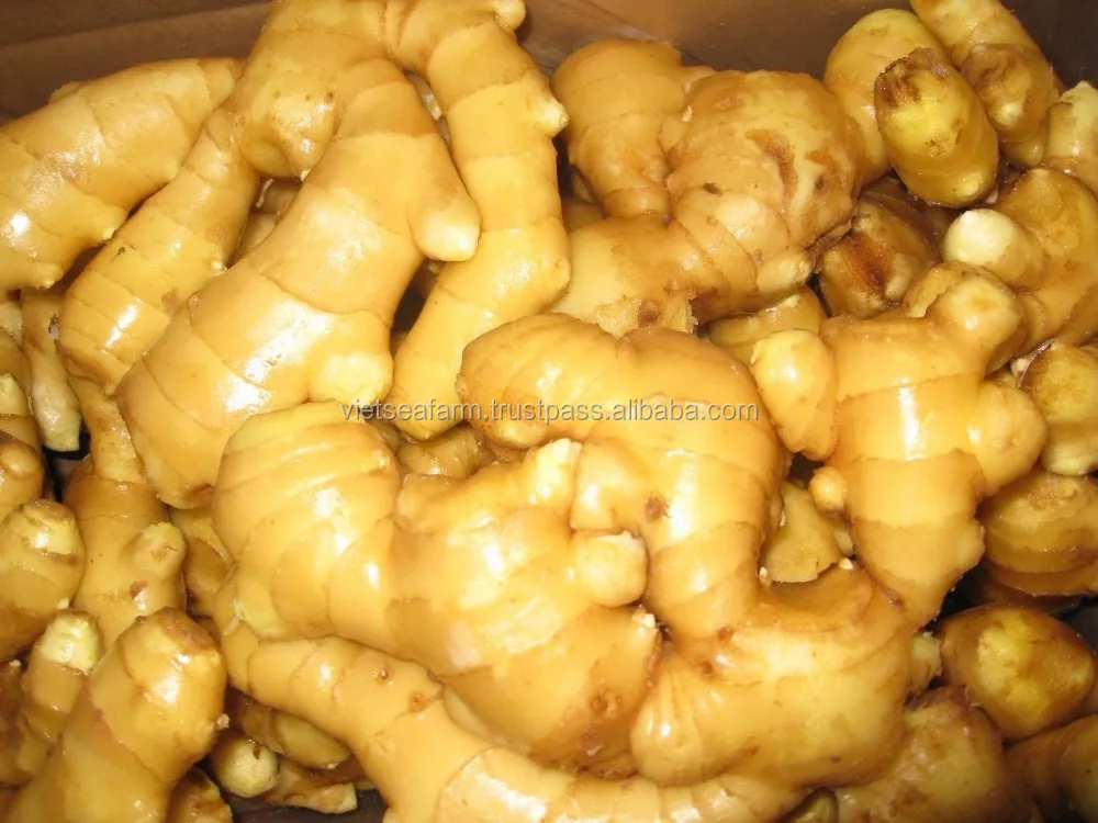 
Fresh Ginger for essential oil extract 