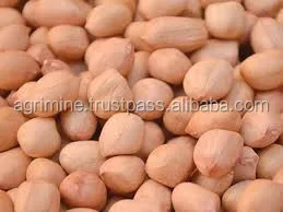 peanut exporter from india