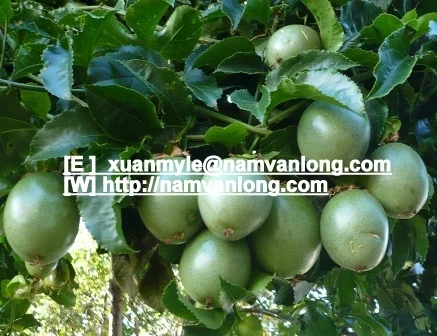 FRESH PASSION FRUIT high quality from Vietnam | BIG SALE 15% OFF | HOT DEAL 2023 | WHOLESALE VIETNAM