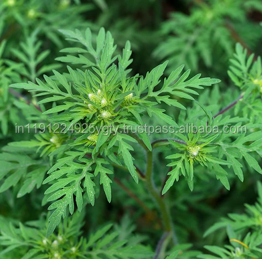 100% Pure High Quality Davana Essential Oil