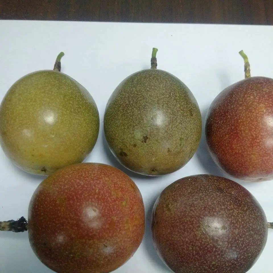 Fresh Passion Fruit/ Frozen Passion Fruit new croppest/ Ms Holiday +84 845 639 639