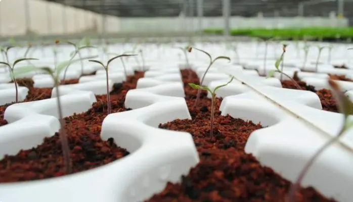 Square type coco peat bricks/blocks 5kg