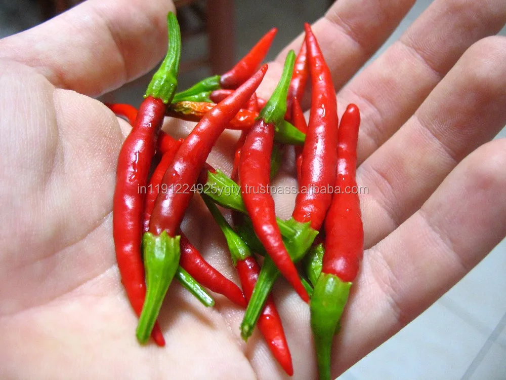 100% Pure High Quality Chili Seed Essential Oil Spice Oil Exporters Suppliers From India