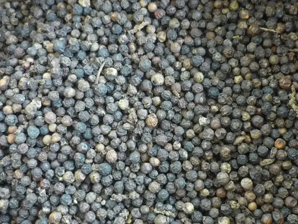 Чёрный перец из Вьетнама высокое качество часто задаваемые вопросы 500 GL 550 Gl 570 (Даниэль + 84969509207)