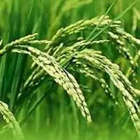 THAI GLUTINOUS STICKY RICE 5% BROKEN EXPORT TO MALAYSIA