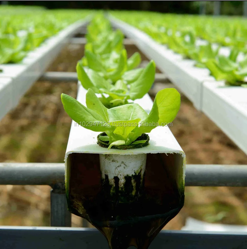 Bio organic fertilizer Beneficial Additive for Hydroponic Farming