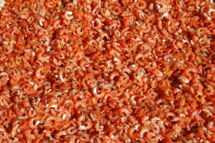 
Dried Shrimp 