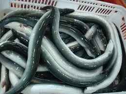 Frozen Eel fish for sale