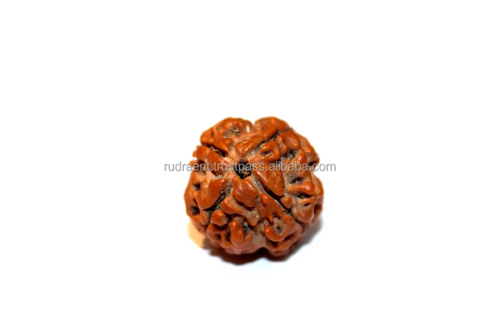 Authentic 4 Mukhi Rudraksha Bead Nepal