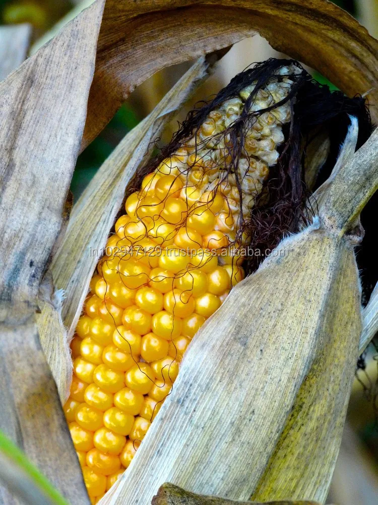 Maize gorwth promoter Specific for kenya nano organic fertilizer