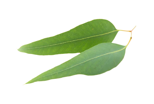 Organic Aroma Grade Eucalyptus Hydrosol with Anti-fungal Property at Wholesale Bulk Price