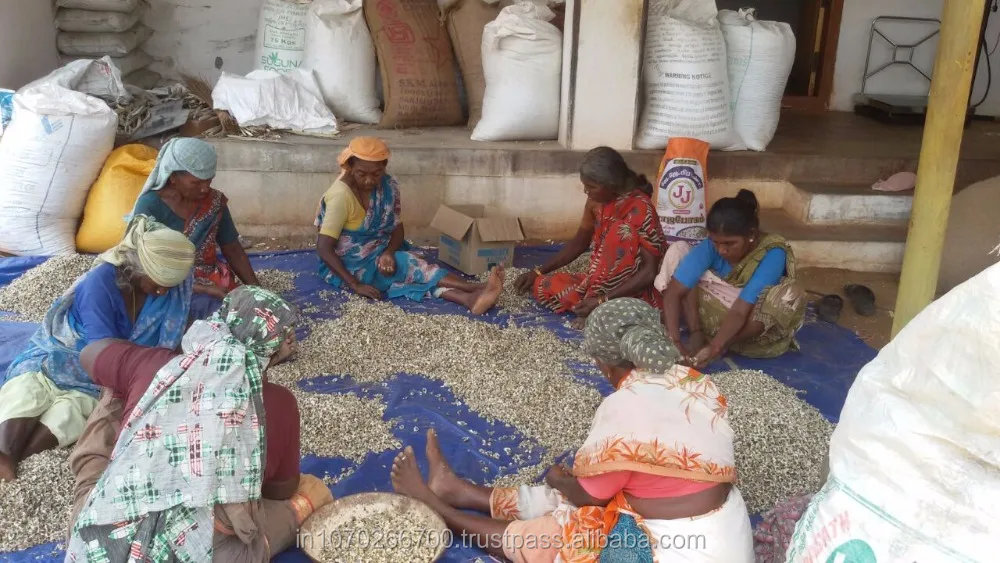 Жвачка из дерева моринга