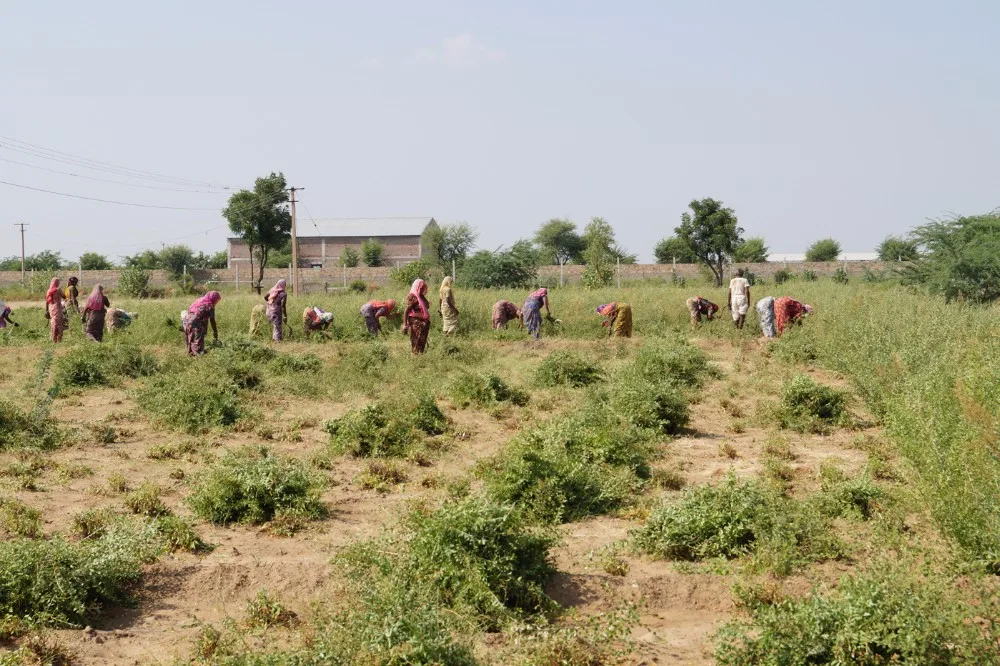 Henna Leaf Powder Manufacturer